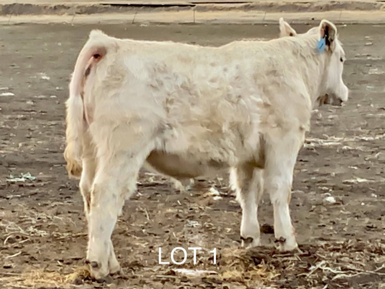 2022 Cheyenne Charolais 2022 Cheyenne Charolais