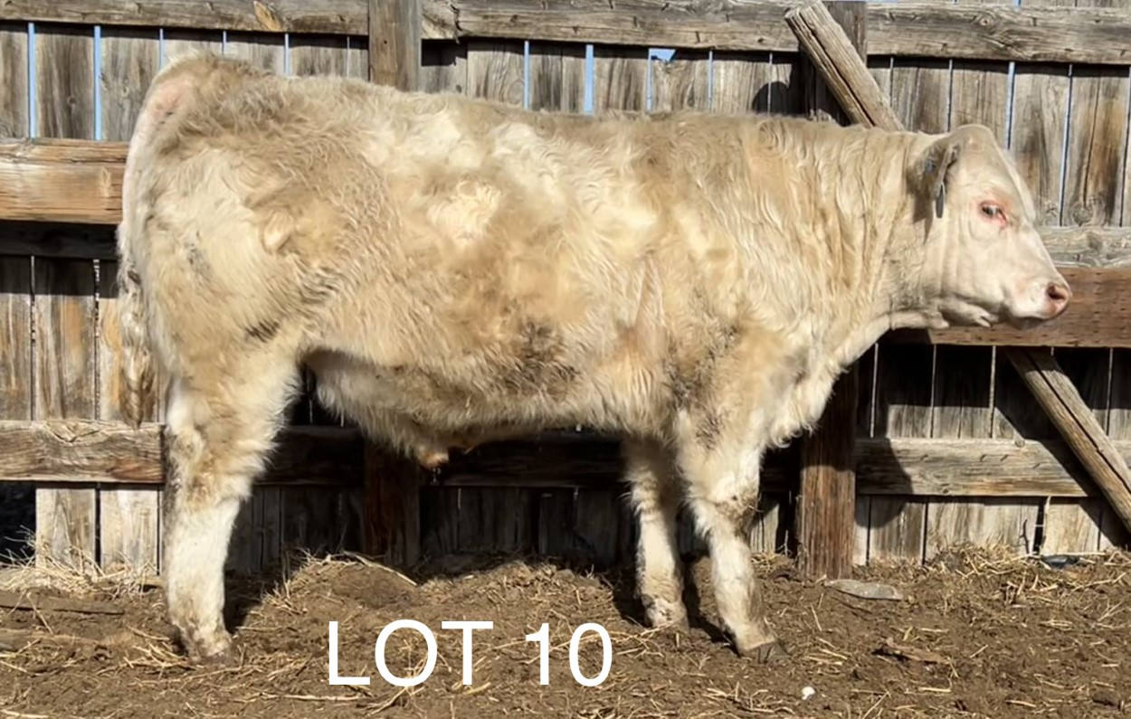 2022 Cheyenne Charolais 2022 Cheyenne Charolais
