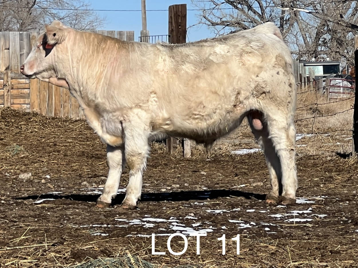 2022 Cheyenne Charolais 2022 Cheyenne Charolais