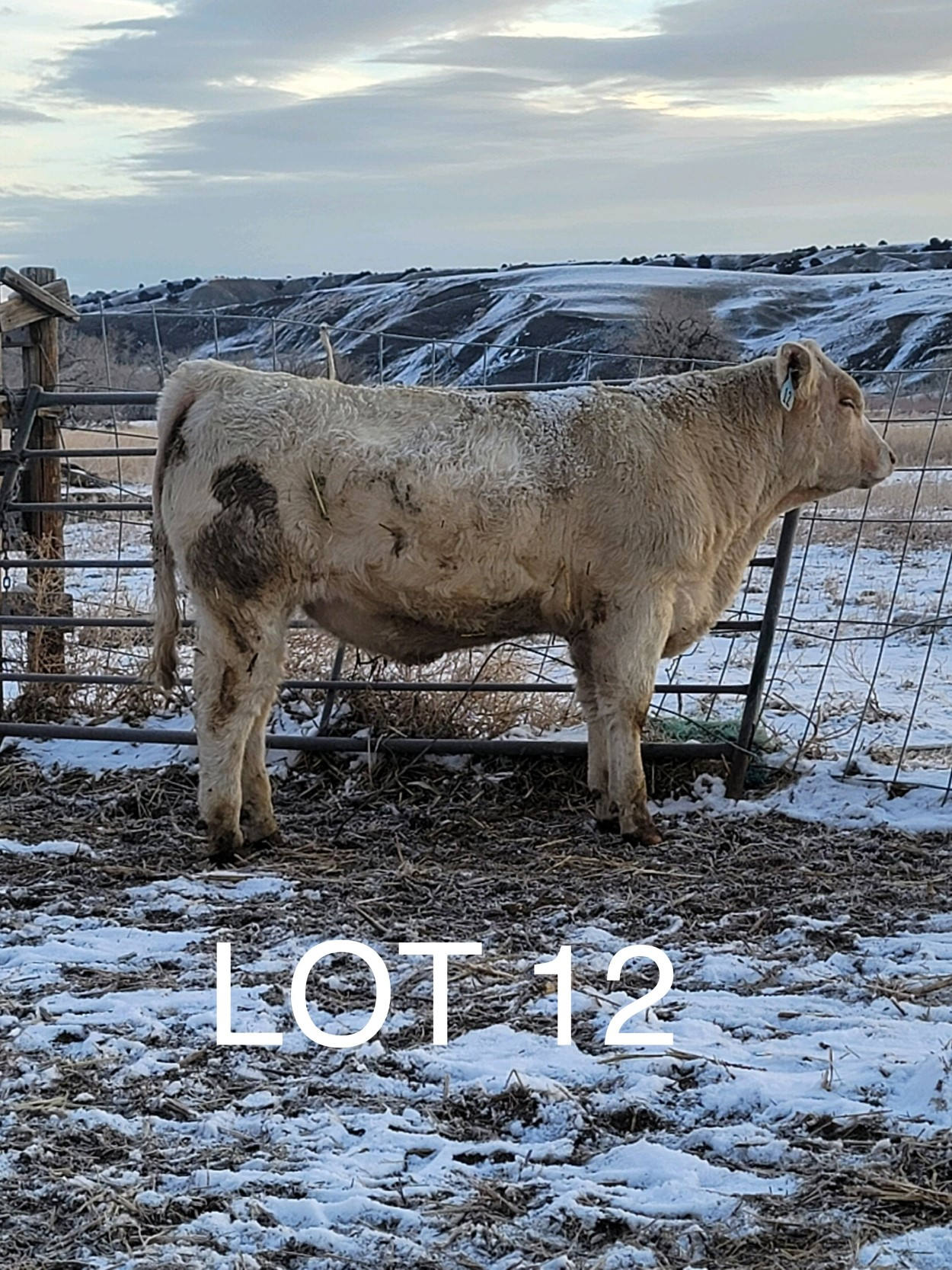 2022 Cheyenne Charolais 2022 Cheyenne Charolais