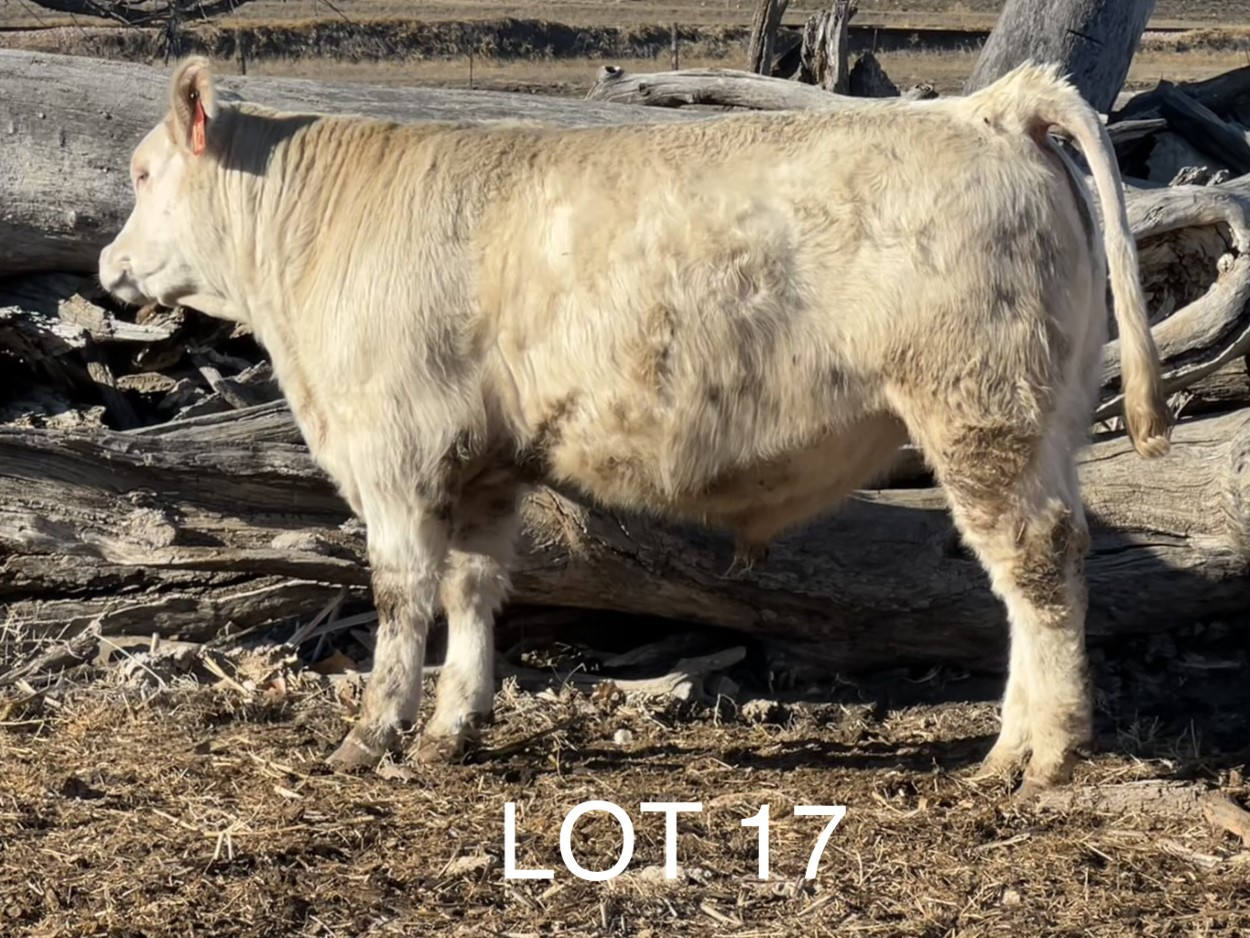 2022 Cheyenne Charolais 2022 Cheyenne Charolais