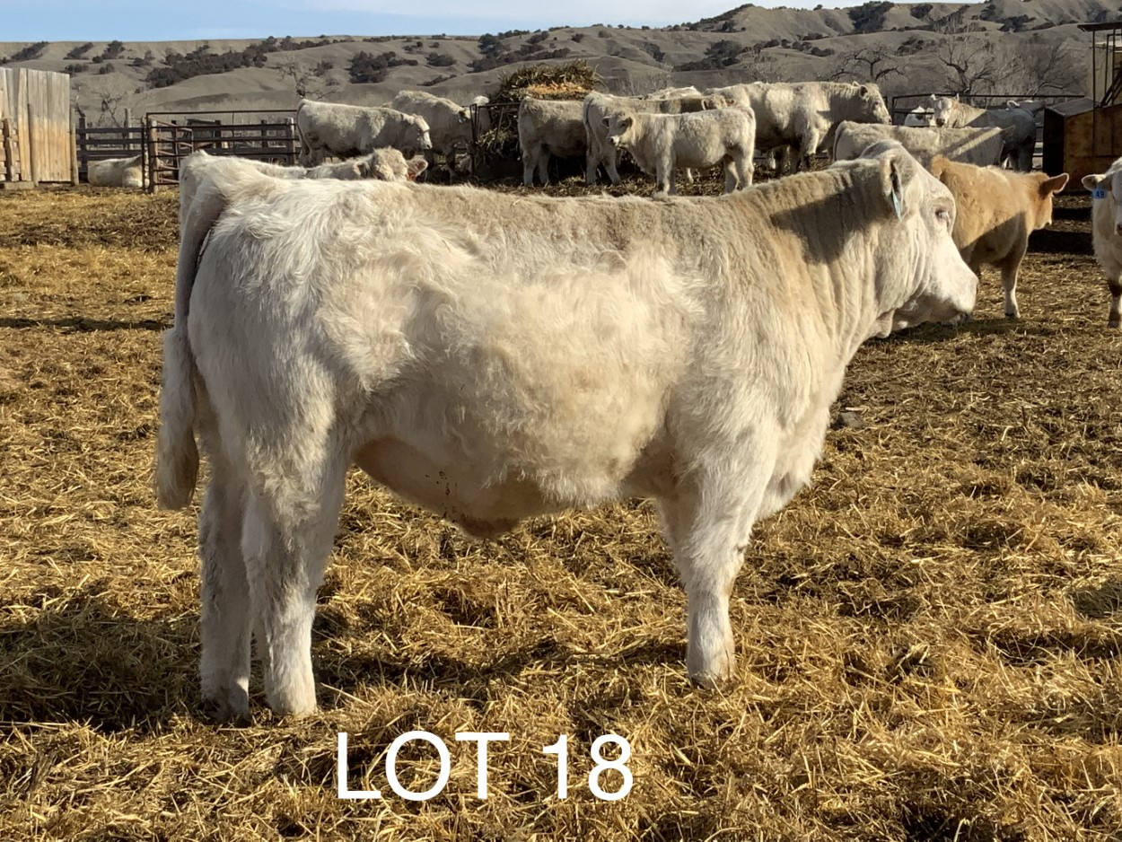 2022 Cheyenne Charolais 2022 Cheyenne Charolais