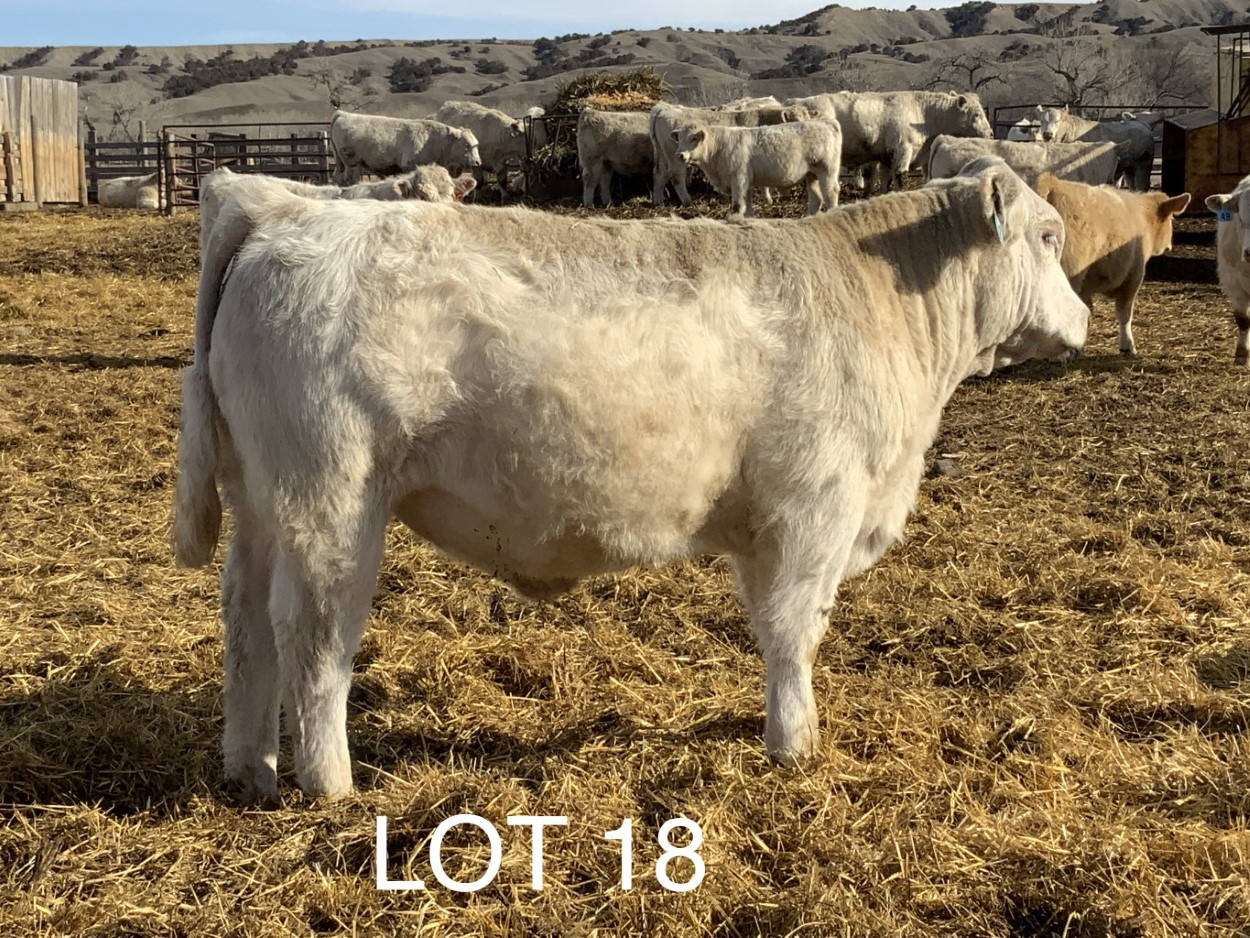 2022 Cheyenne Charolais