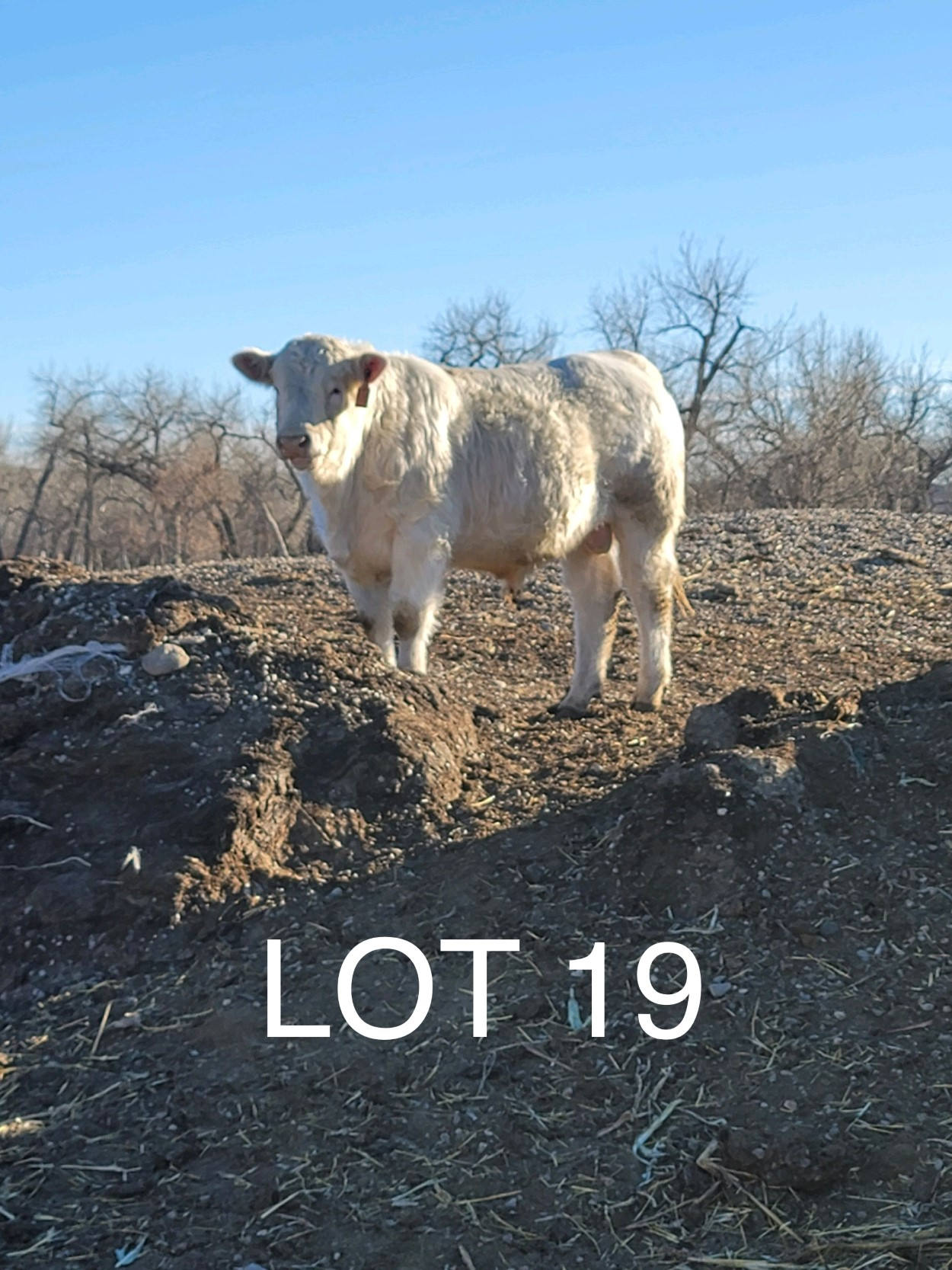 2022 Cheyenne Charolais 2022 Cheyenne Charolais