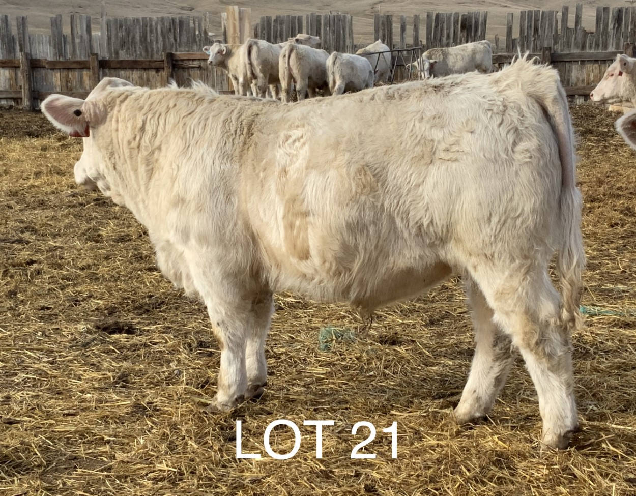 2022 Cheyenne Charolais 2022 Cheyenne Charolais