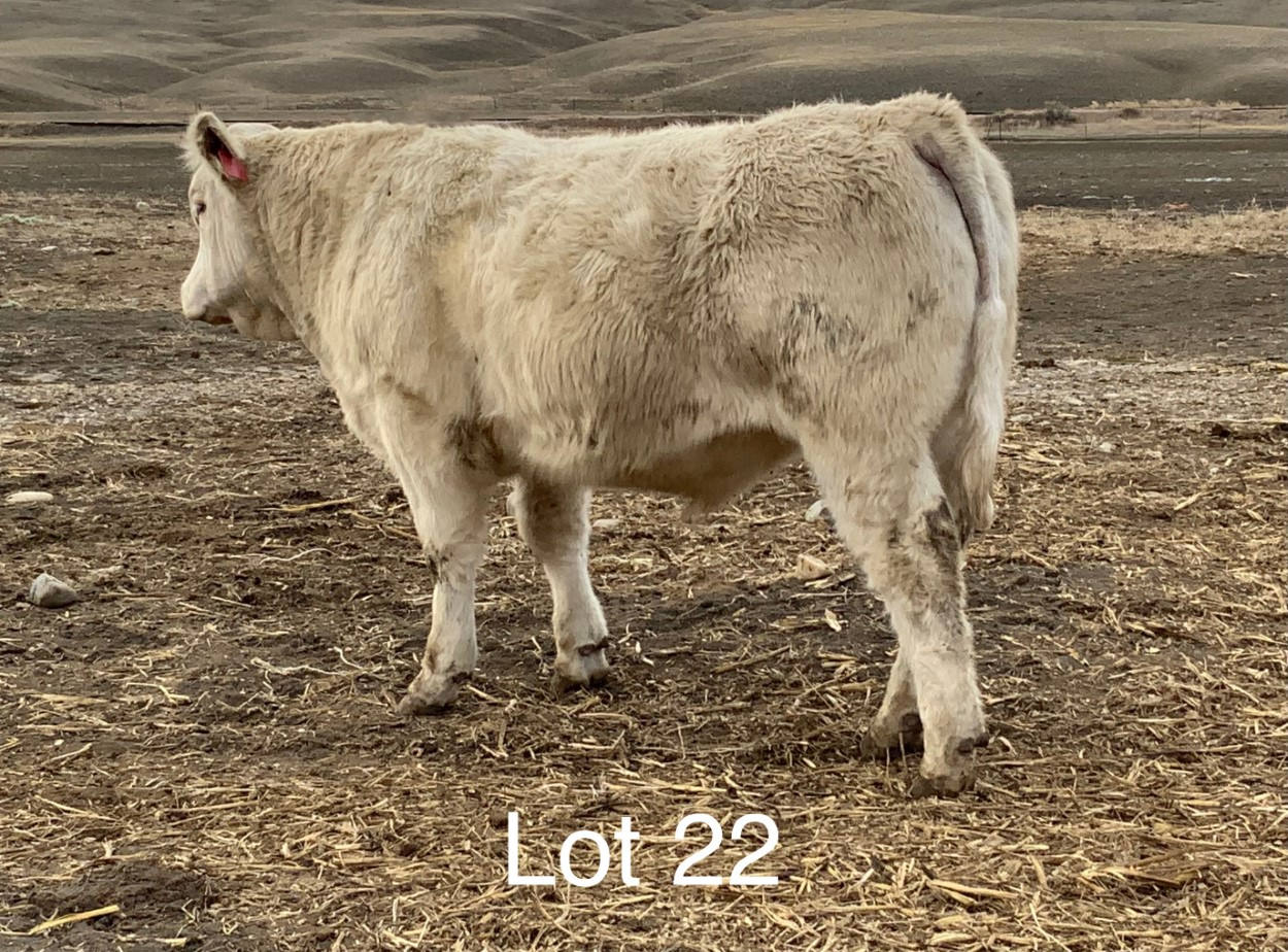 2022 Cheyenne Charolais 2022 Cheyenne Charolais