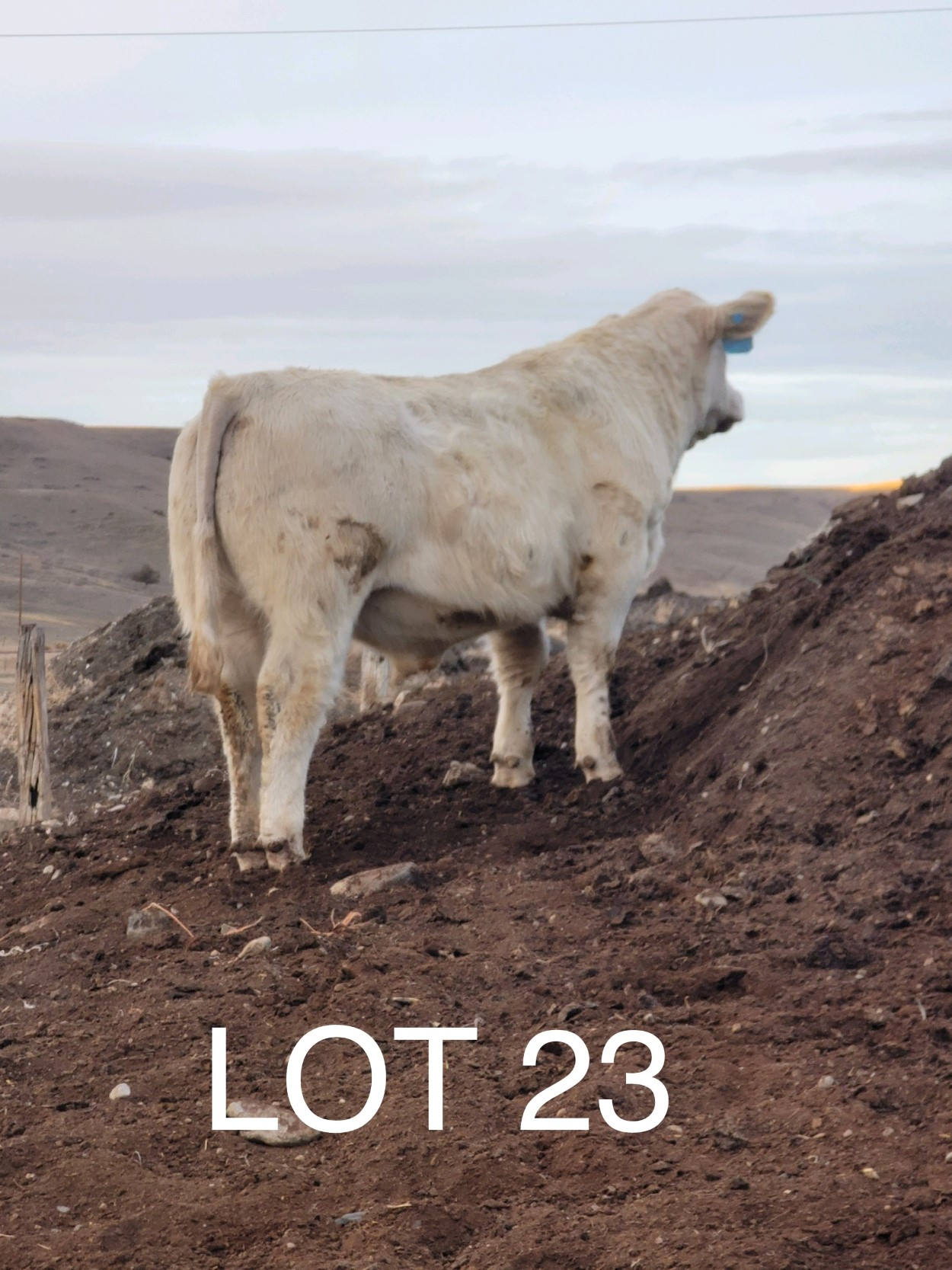 2022 Cheyenne Charolais