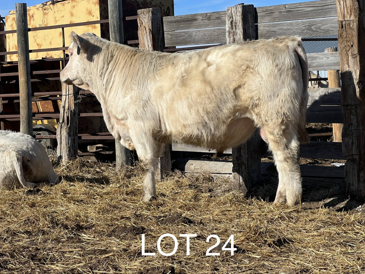 2022 Cheyenne Charolais 2022 Cheyenne Charolais