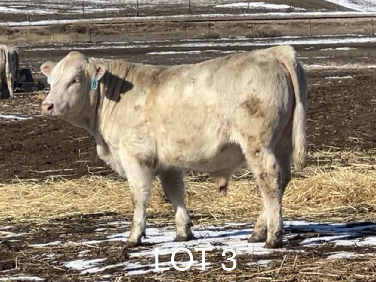 2022 Cheyenne Charolais 2022 Cheyenne Charolais