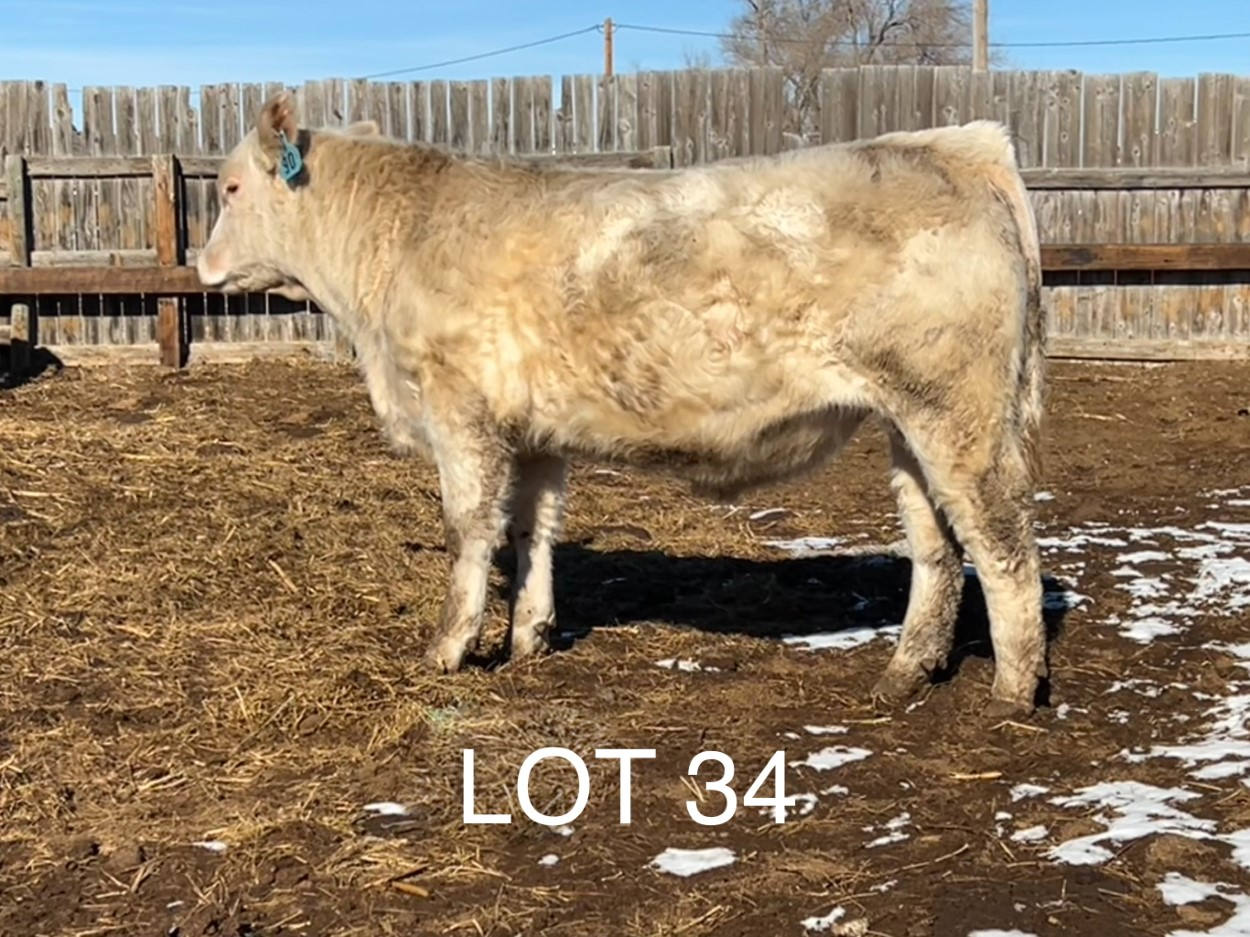 2022 Cheyenne Charolais 2022 Cheyenne Charolais