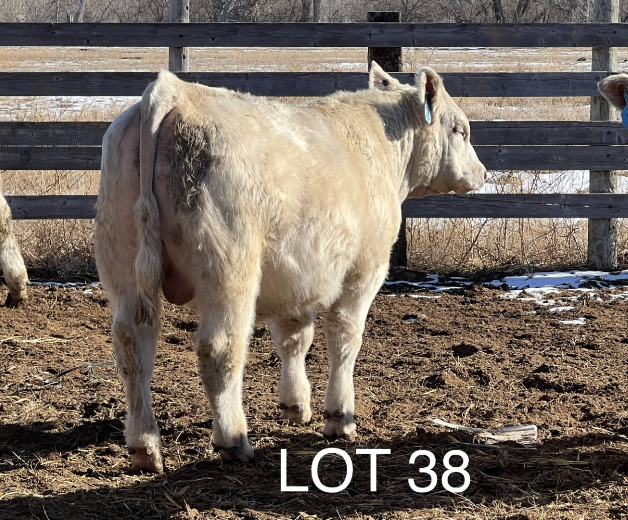 2022 Cheyenne Charolais 2022 Cheyenne Charolais