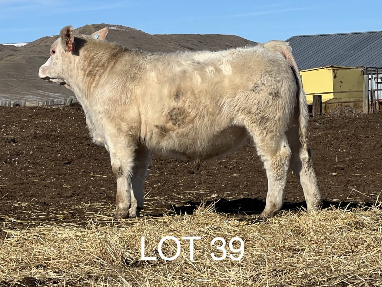 2022 Cheyenne Charolais 2022 Cheyenne Charolais