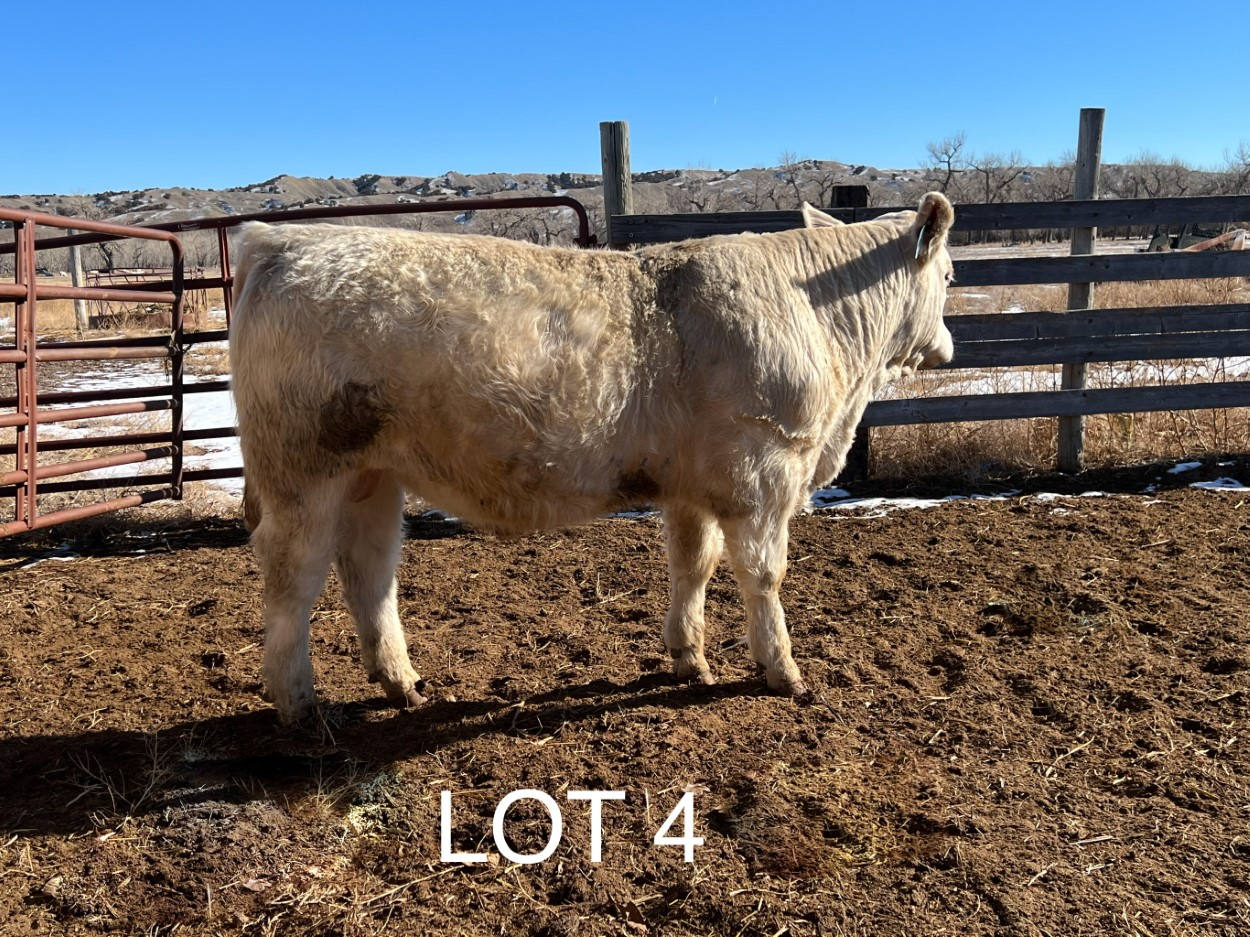 2022 Cheyenne Charolais 2022 Cheyenne Charolais