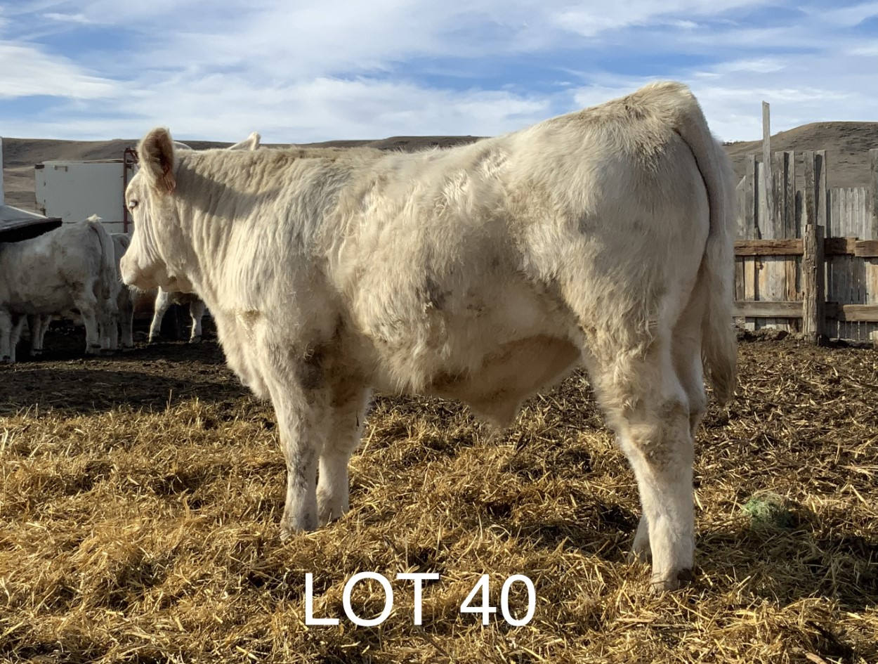 2022 Cheyenne Charolais