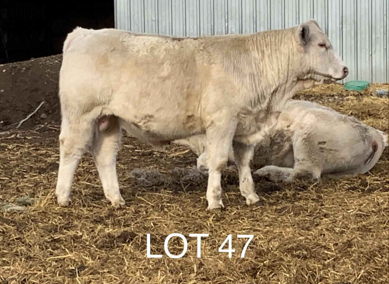 2022 Cheyenne Charolais 2022 Cheyenne Charolais