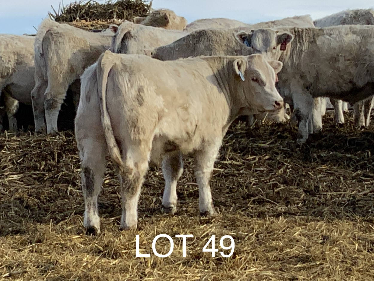 2022 Cheyenne Charolais 2022 Cheyenne Charolais