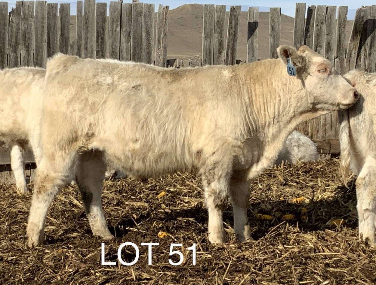 2022 Cheyenne Charolais