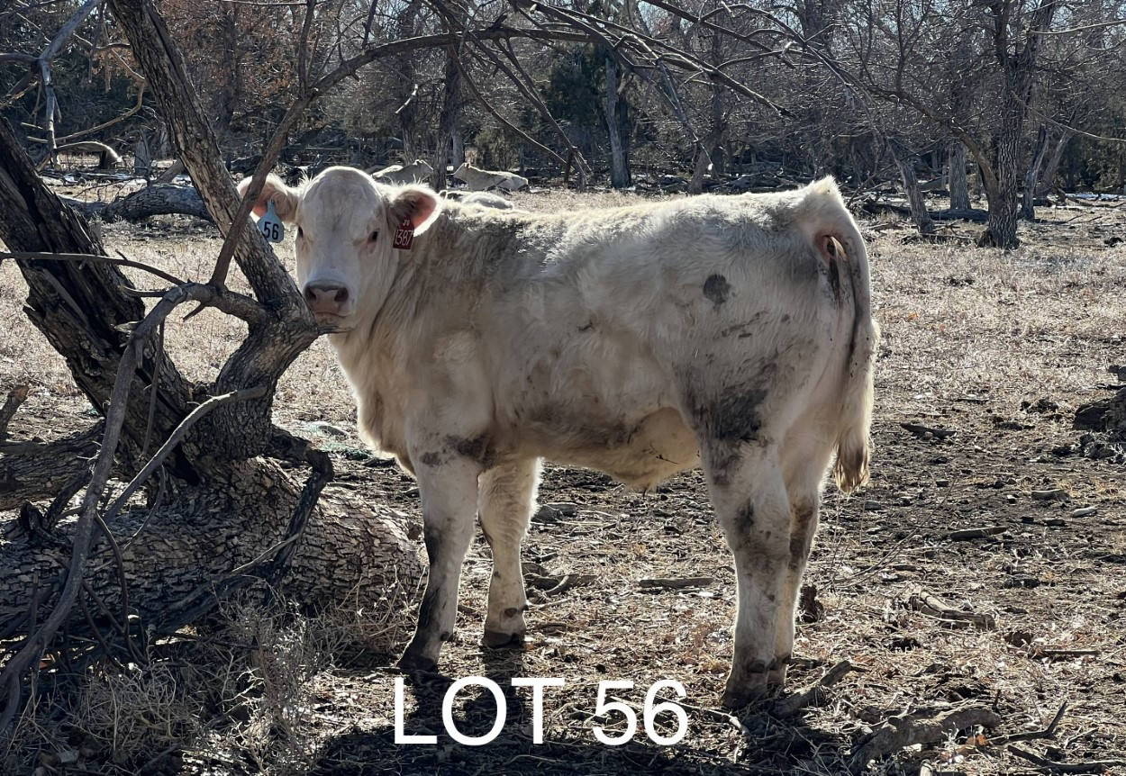 2022 Cheyenne Charolais 2022 Cheyenne Charolais
