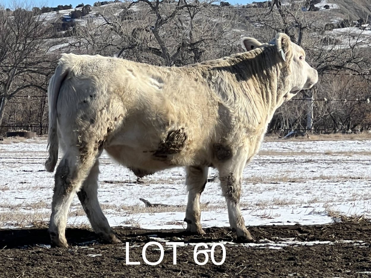2022 Cheyenne Charolais 2022 Cheyenne Charolais