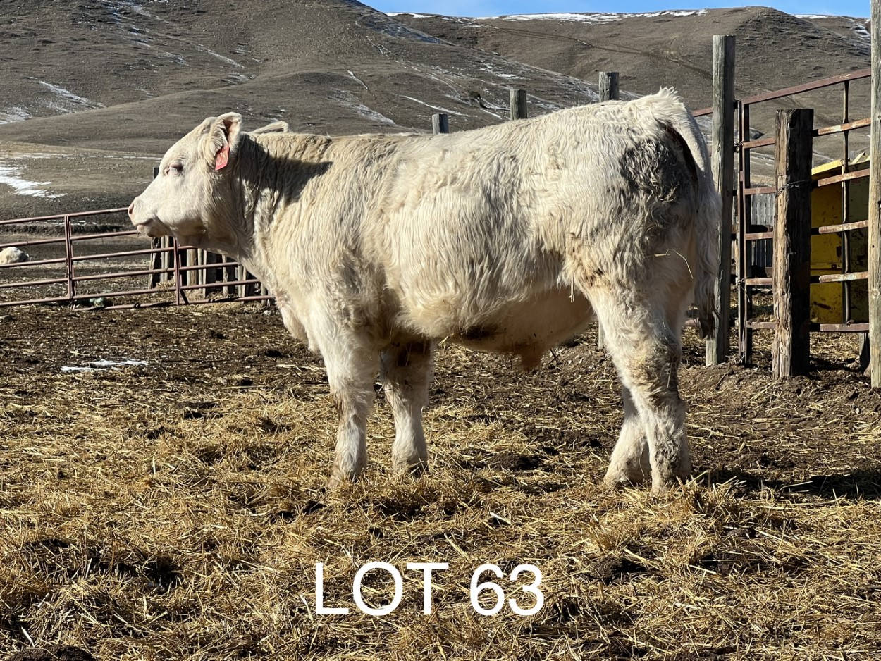 2022 Cheyenne Charolais 2022 Cheyenne Charolais