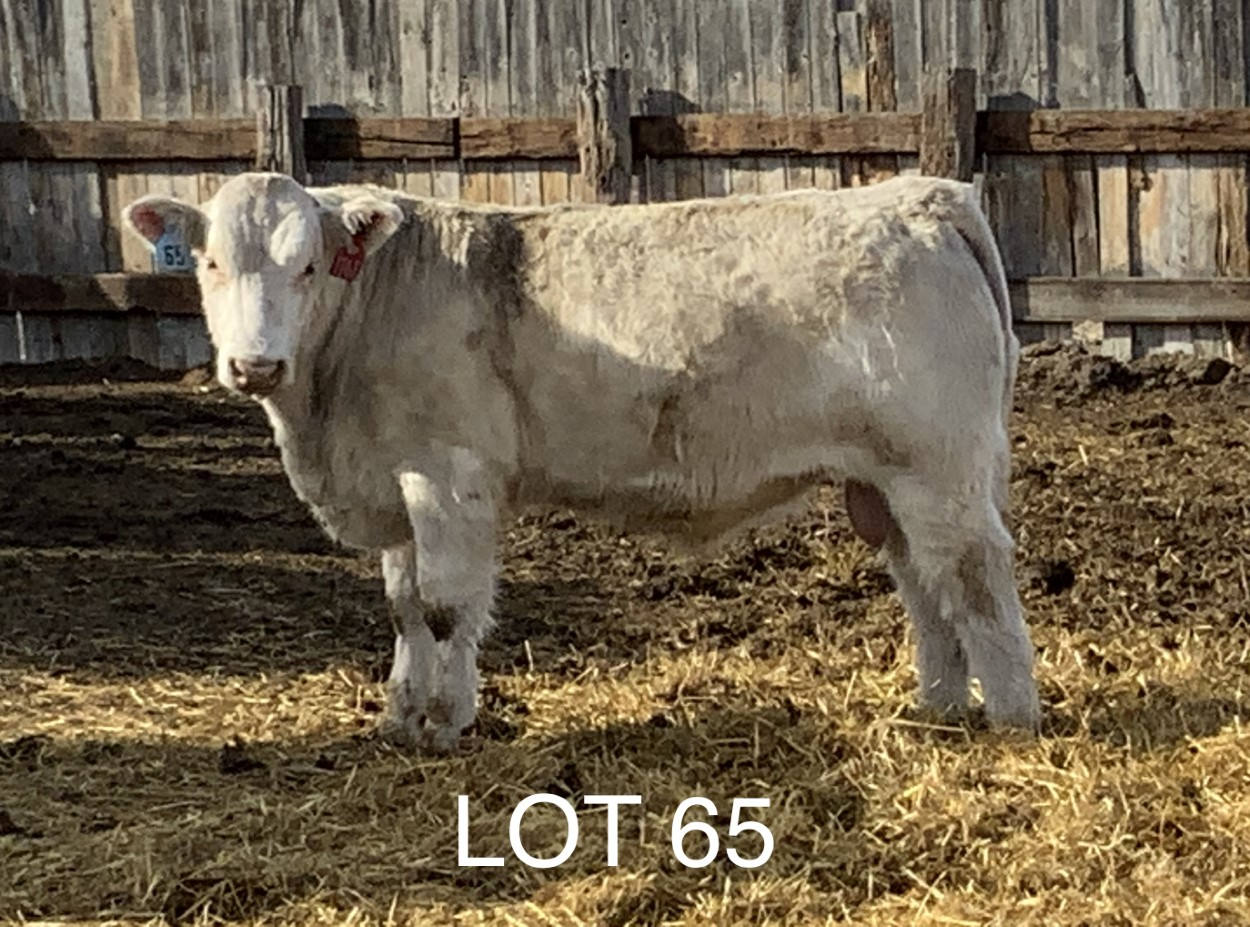 2022 Cheyenne Charolais 2022 Cheyenne Charolais