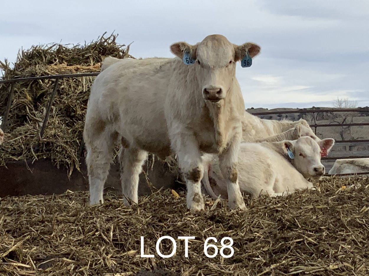 2022 Cheyenne Charolais 2022 Cheyenne Charolais