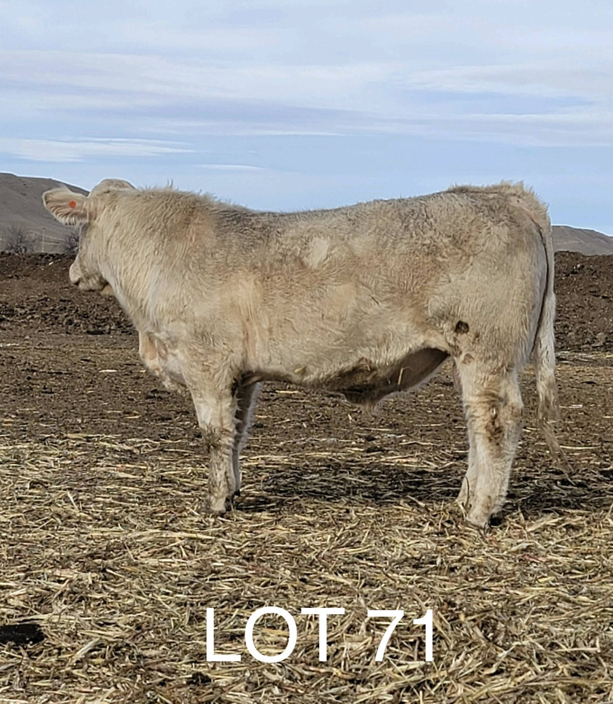 2022 Cheyenne Charolais