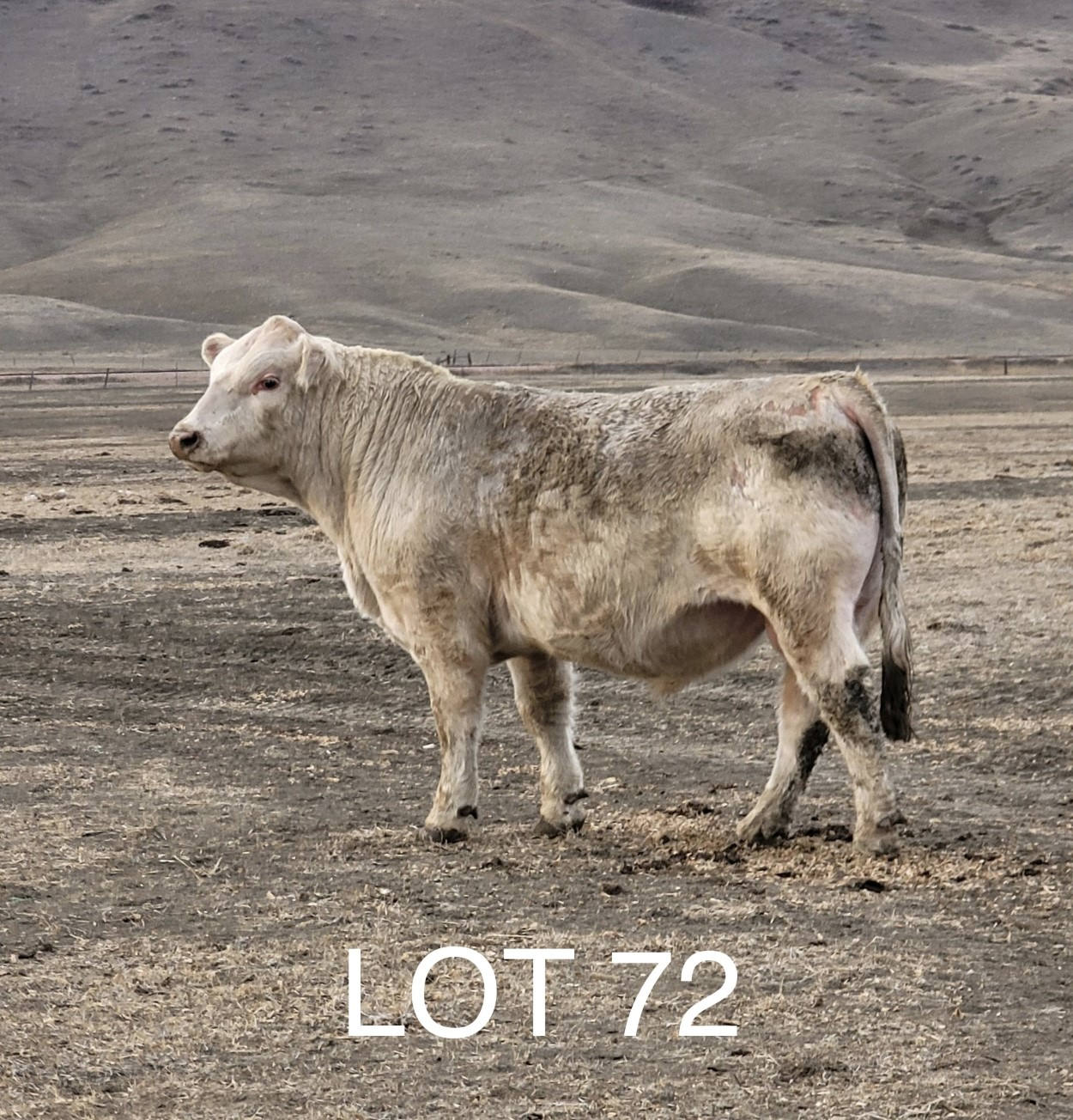 2022 Cheyenne Charolais 2022 Cheyenne Charolais