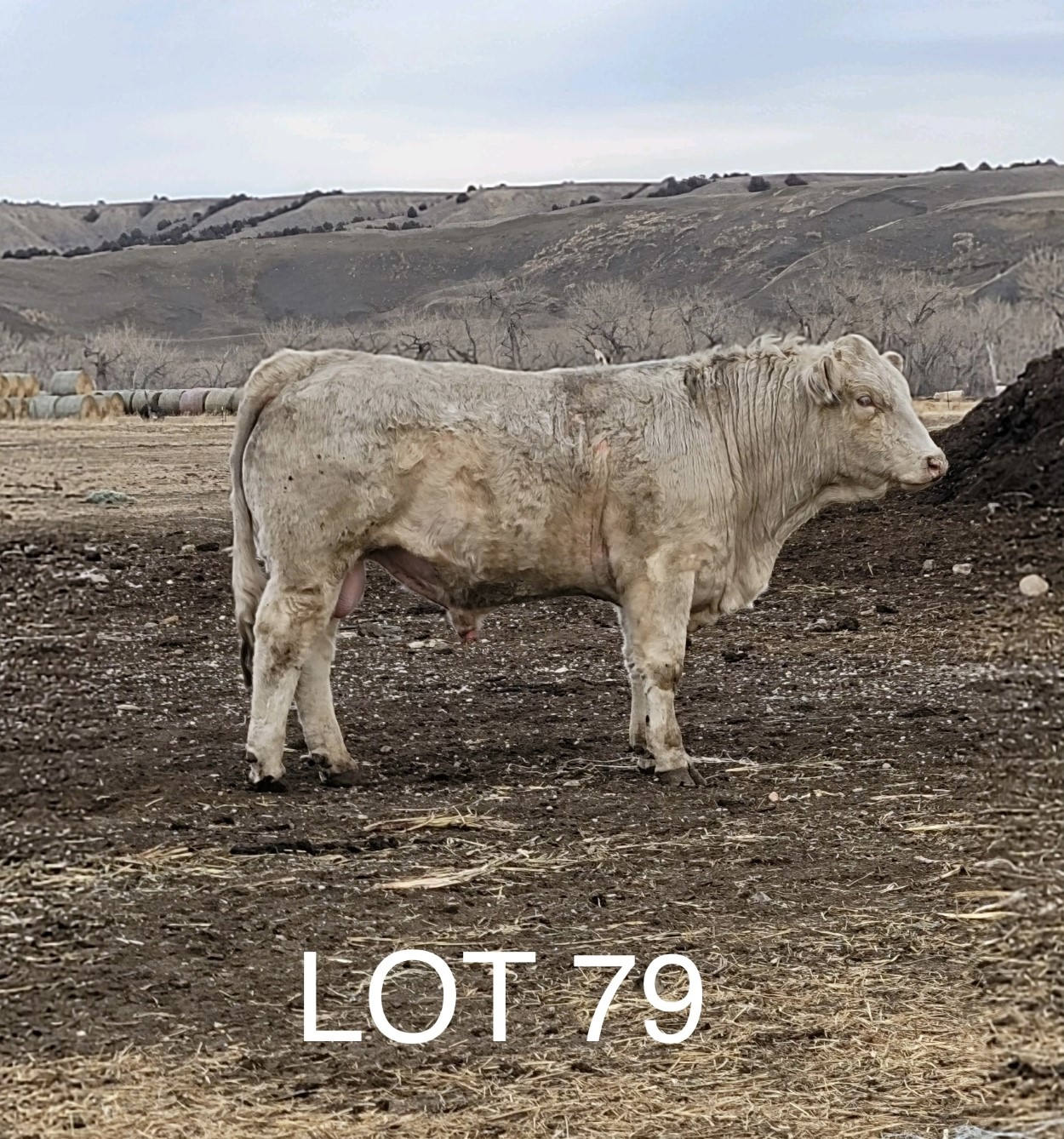 2022 Cheyenne Charolais