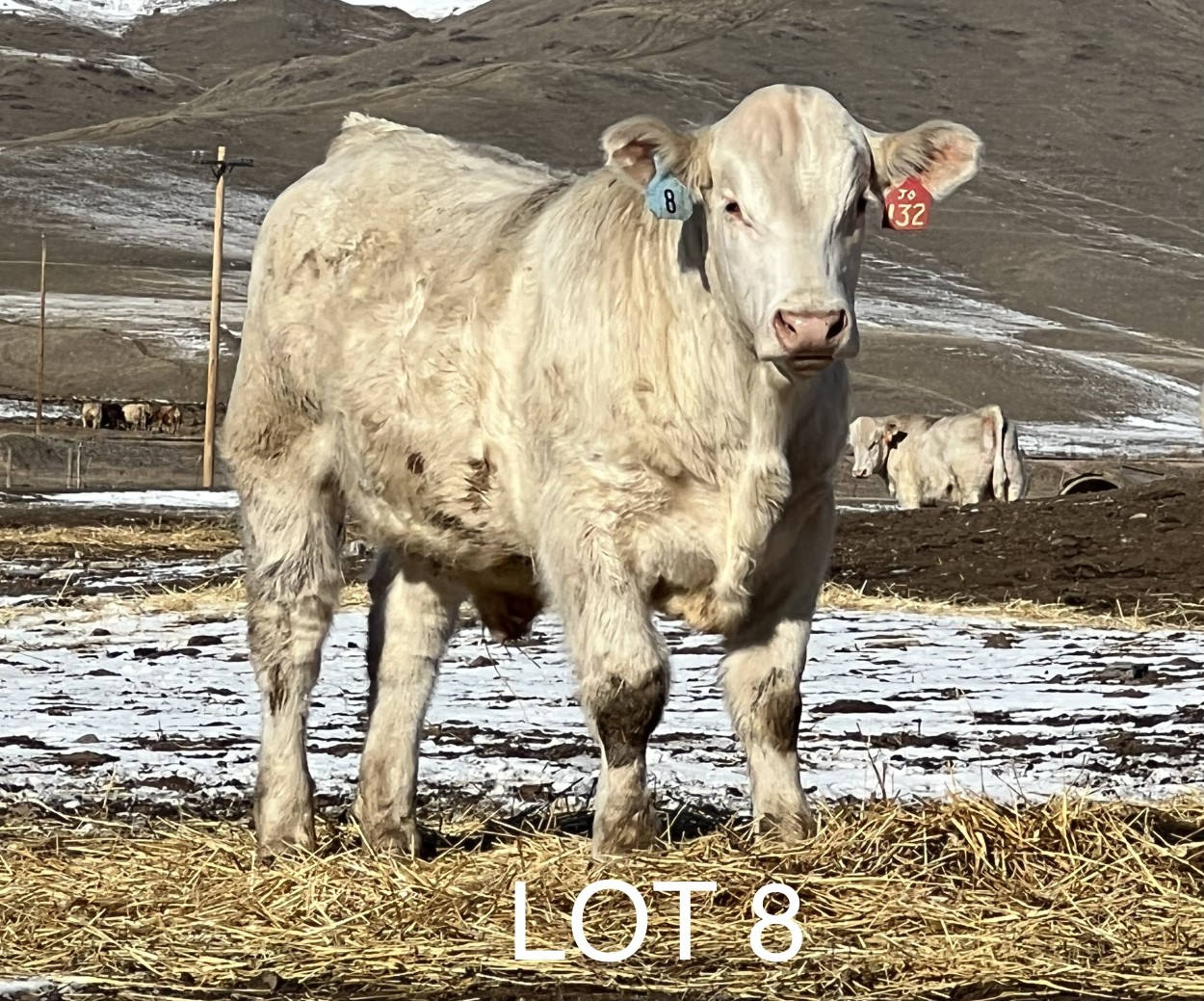 2022 Cheyenne Charolais 2022 Cheyenne Charolais