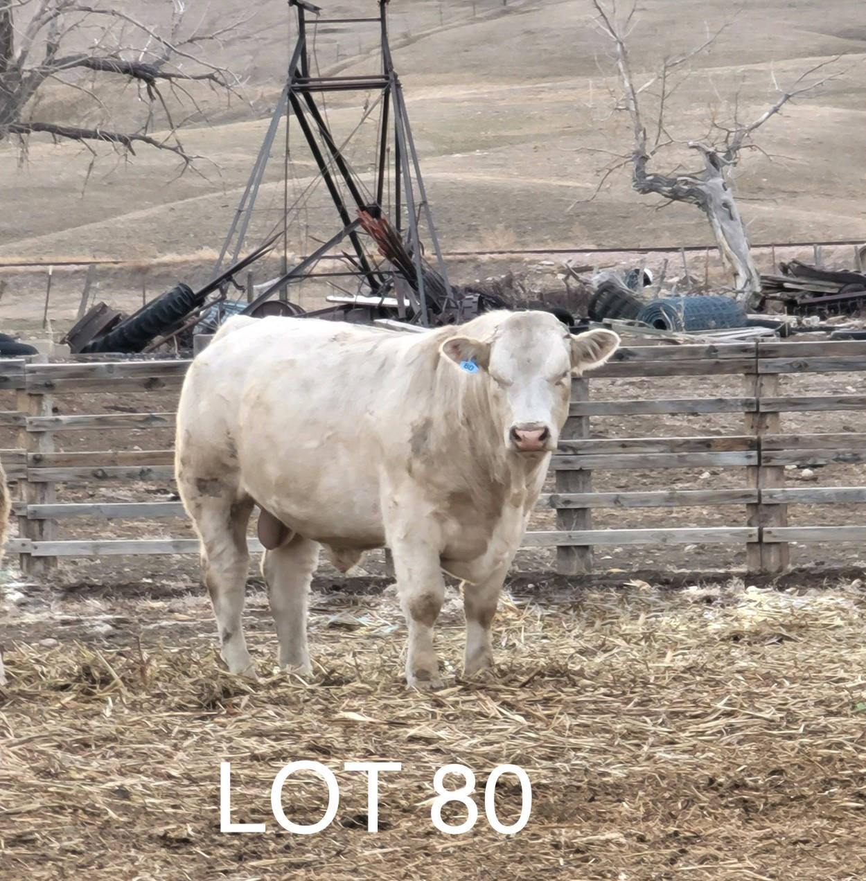 2022 Cheyenne Charolais 2022 Cheyenne Charolais