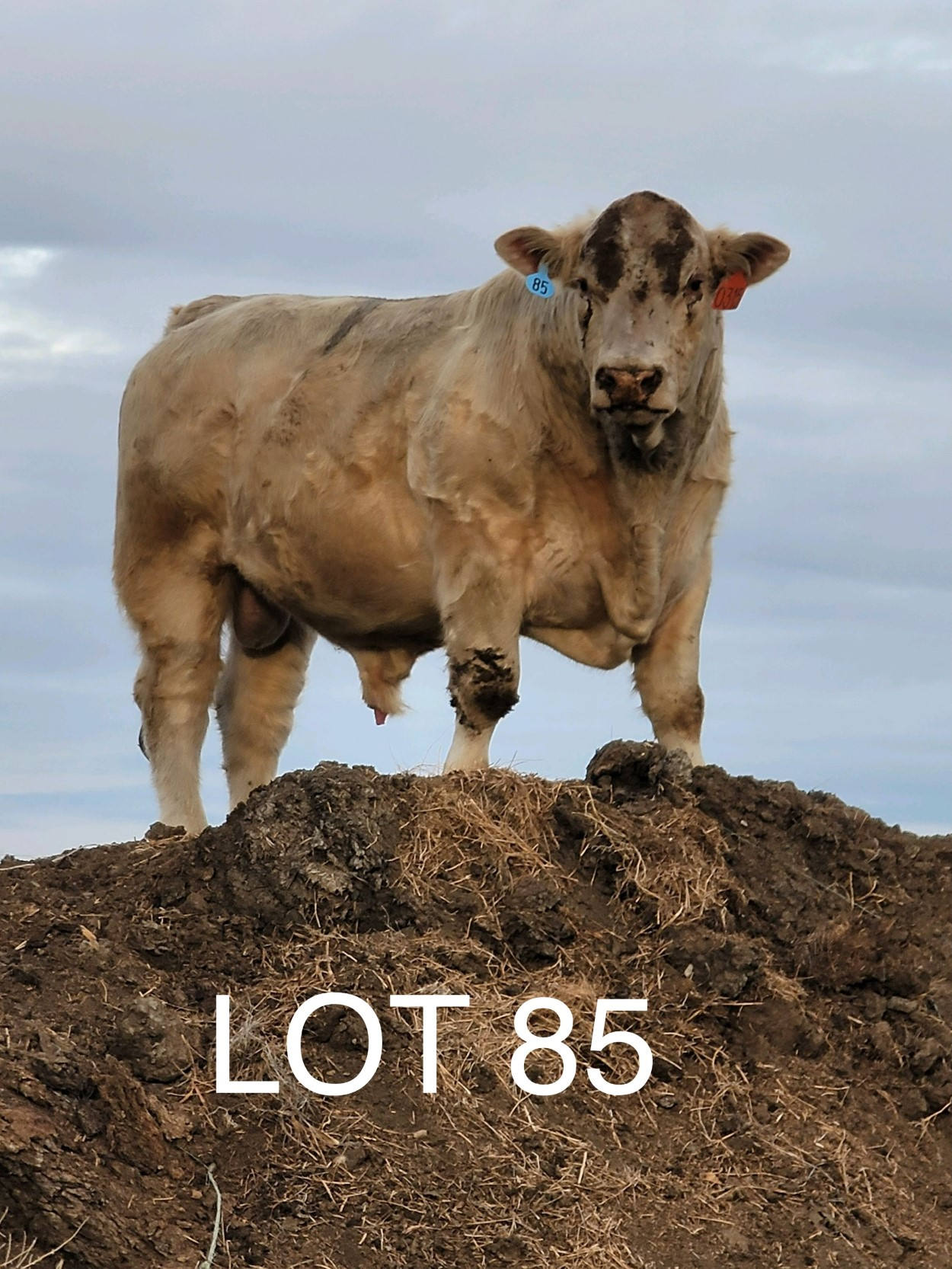 2022 Cheyenne Charolais 2022 Cheyenne Charolais