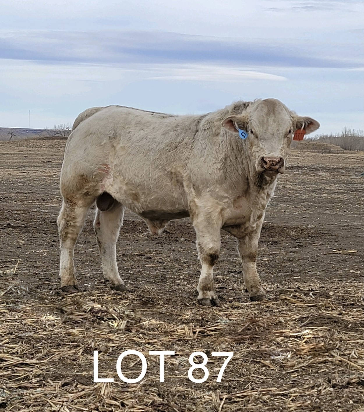 2022 Cheyenne Charolais 2022 Cheyenne Charolais