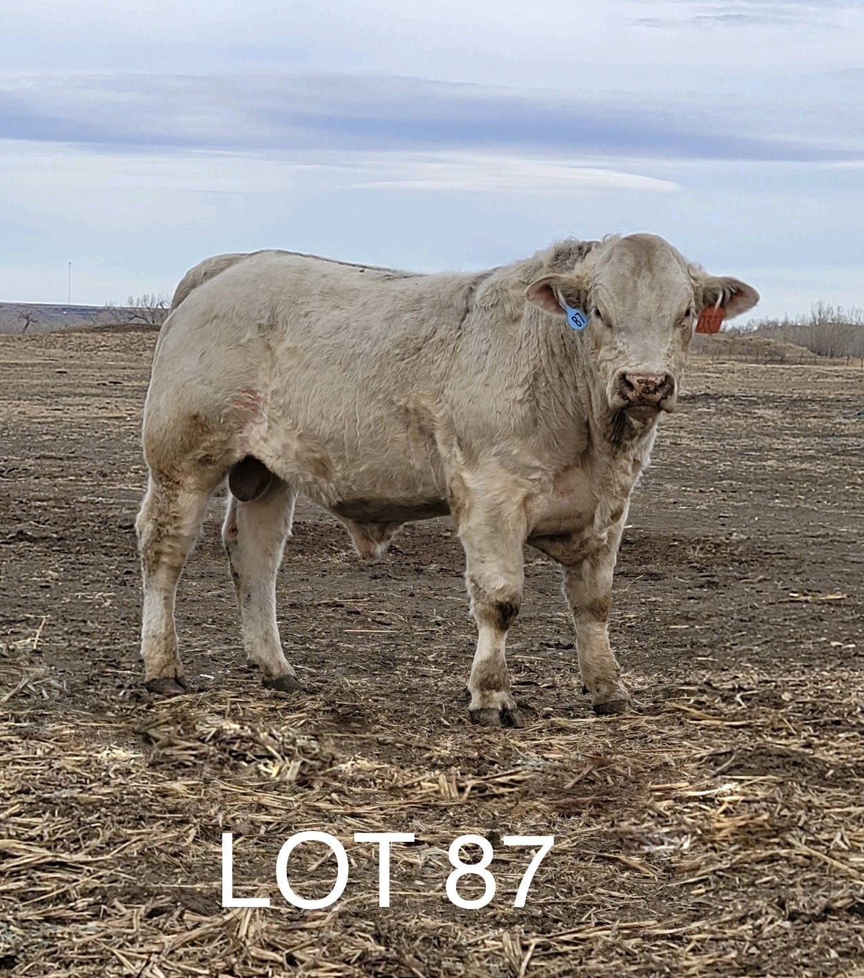 2022 Cheyenne Charolais