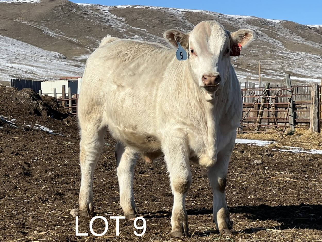 2022 Cheyenne Charolais 2022 Cheyenne Charolais