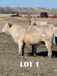 lot 1