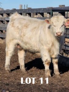 lot 11