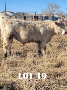 lot 19