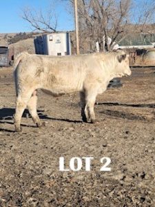 lot 2