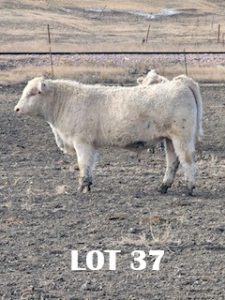lot 37