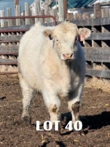 lot 40