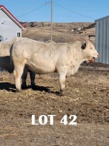 lot 42