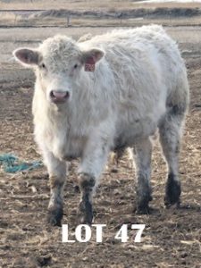 lot 47