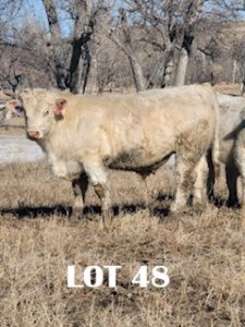 lot 48