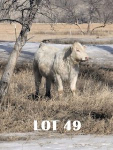 lot 49