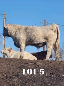 lot 5