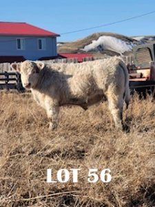 lot 56