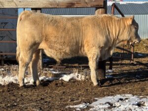 LOT 10