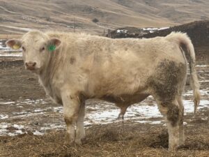 LOT 20