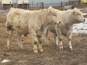 LOT 27 (L) & LOT 11 (R)